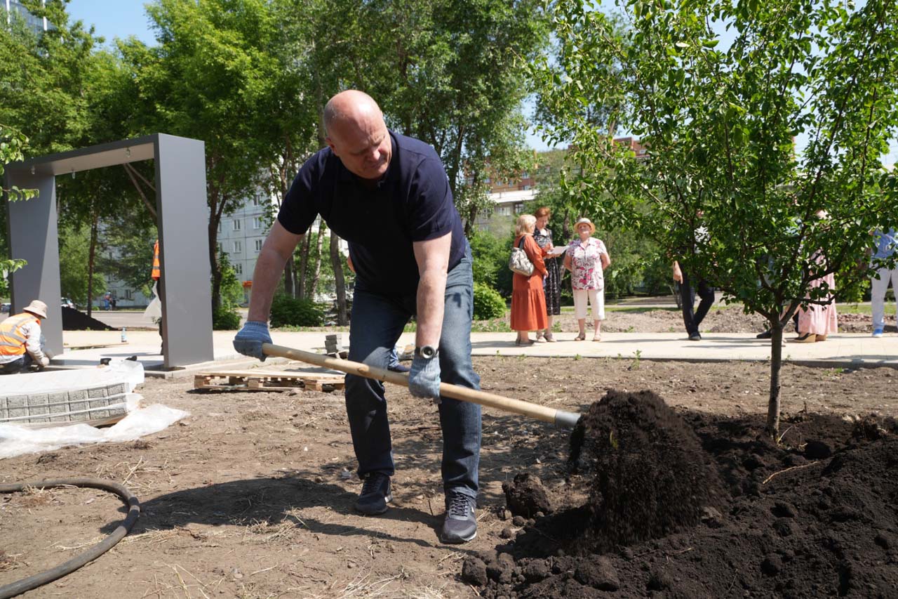 Проект по высадке деревьев в городе